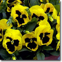 annual_pansies