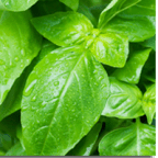 Gotta's Farm photo 12