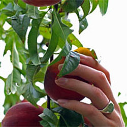 Gotta's Farm photo 17