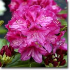 Gotta's Farm photo 22